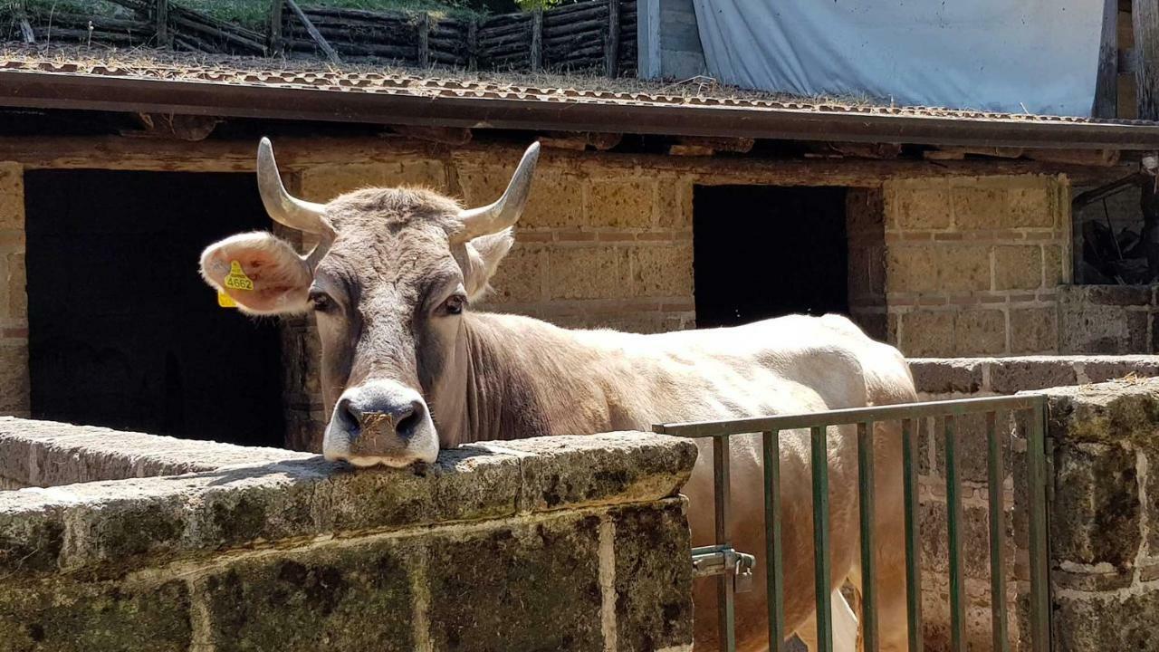 Contrada  Agriturismo Ricciardelliヴィラ エクステリア 写真